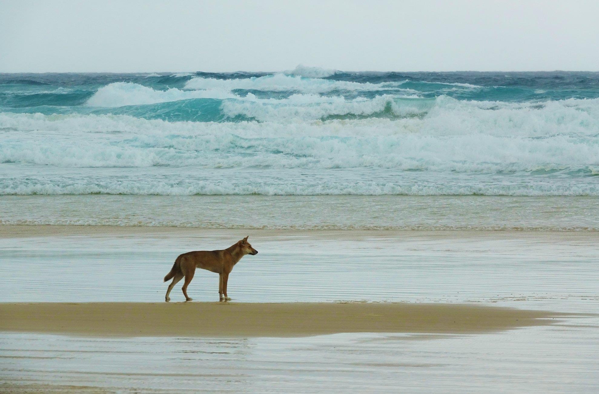 Australia hoang da anh 6