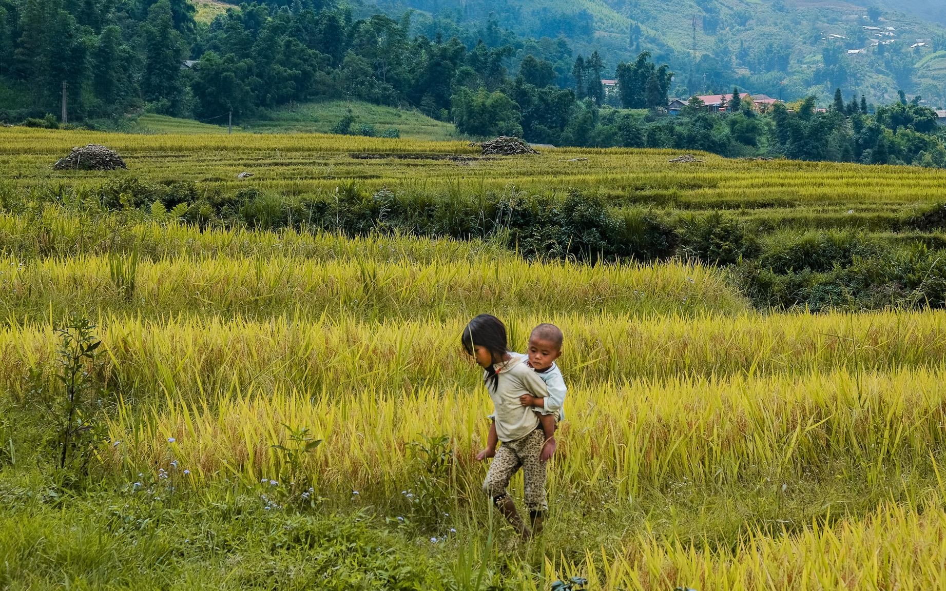 Y Ty mua vang anh 17