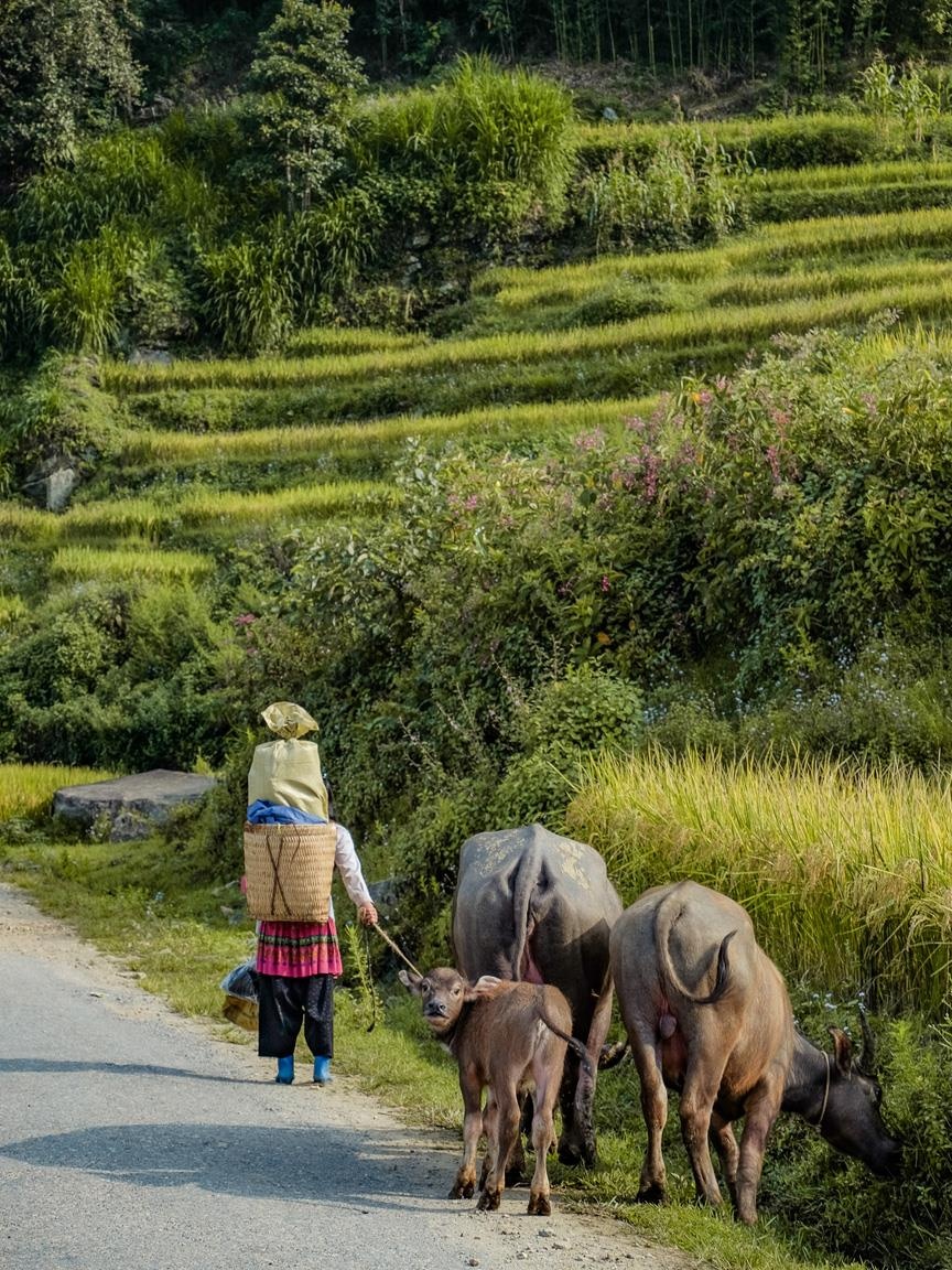 Y Ty mua vang anh 18