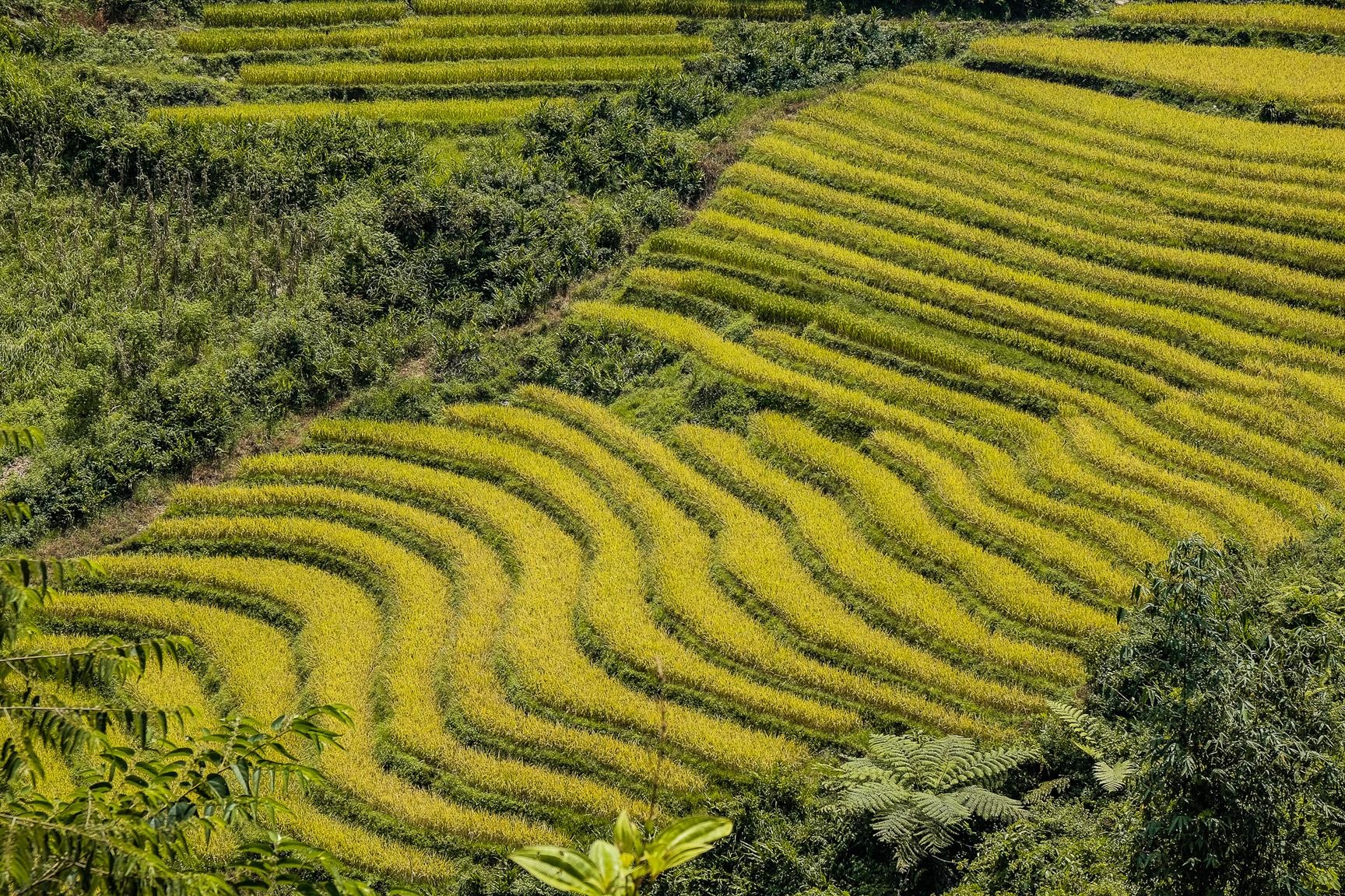 Y Ty mua vang anh 10