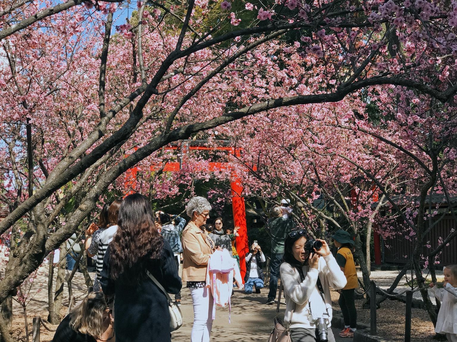 Hoa anh dao Australia anh 2