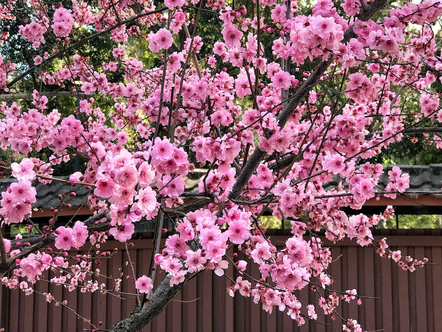 Hoa anh dao Australia anh 1