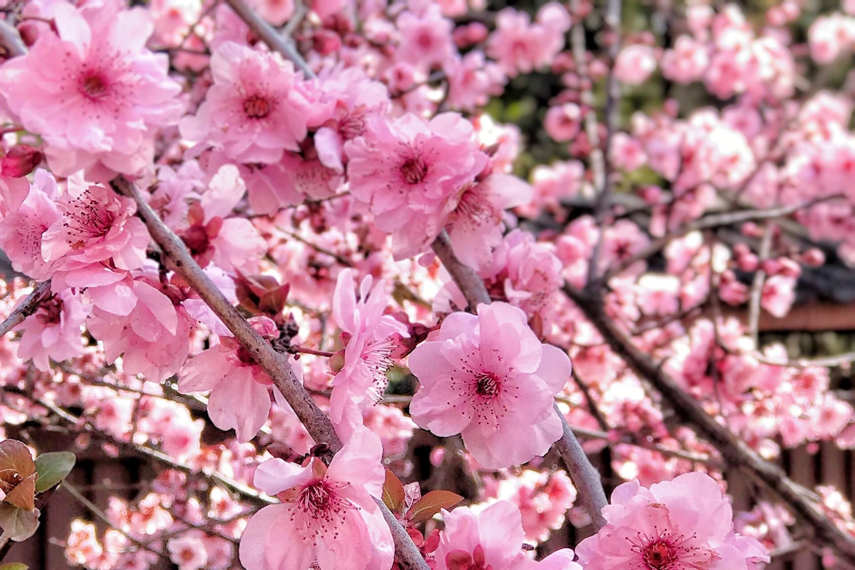 Hoa anh dao Australia anh 3