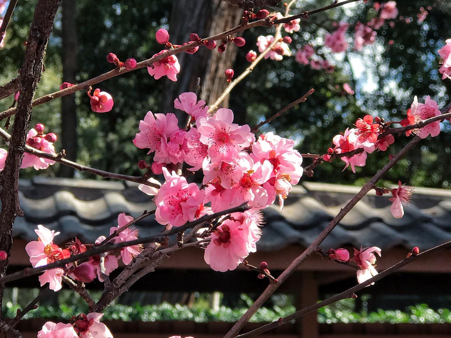 Hoa anh dao Australia anh 4