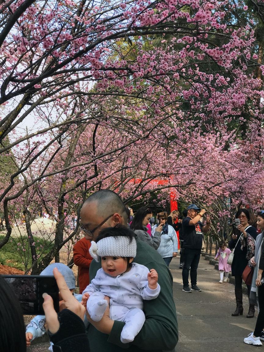 Hoa anh dao Australia anh 6