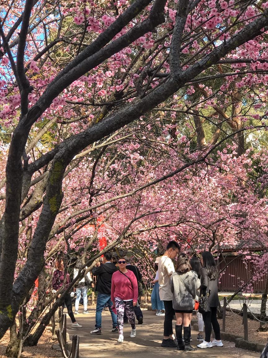 Hoa anh dao Australia anh 7