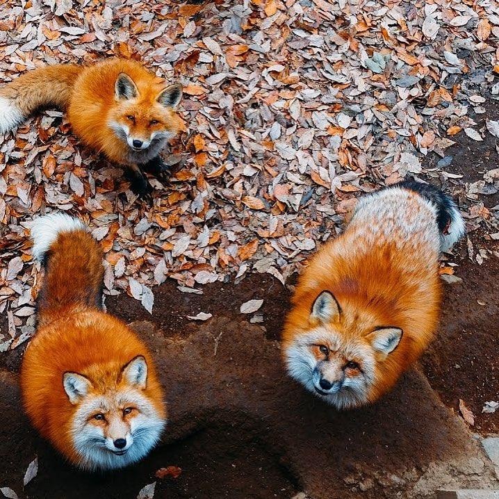 Lang cao Nhat Ban anh 2