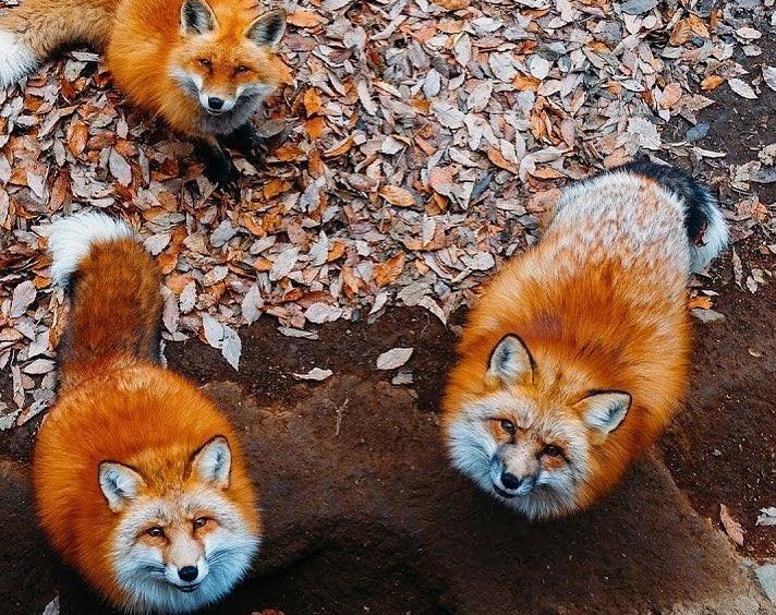 Ngoi lang co hang tram con cao beo, luoi o Nhat Ban hinh anh