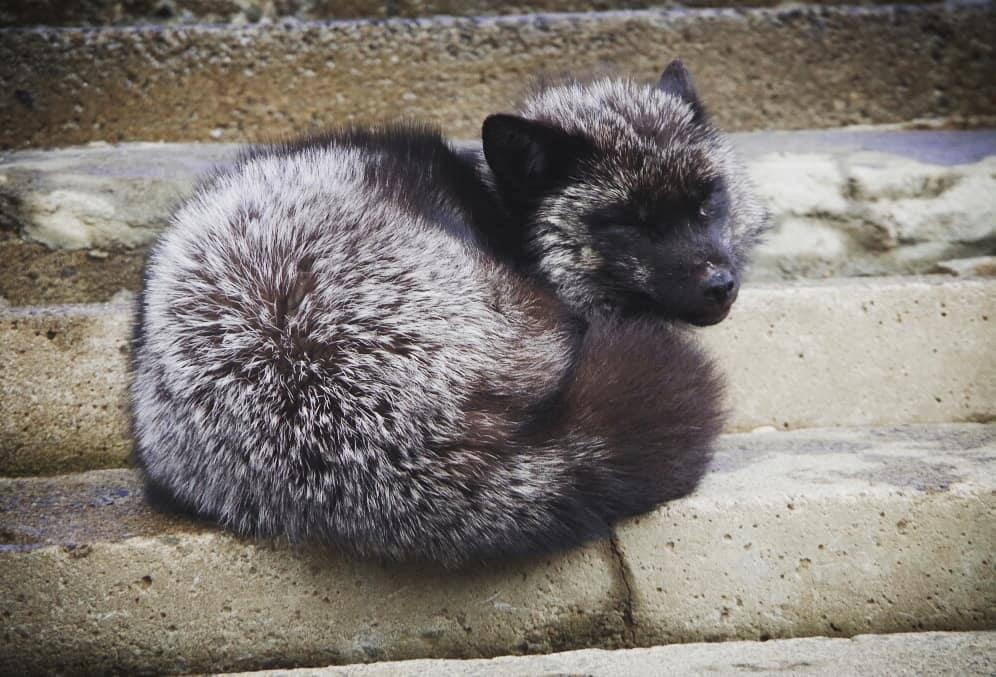 Lang cao Nhat Ban anh 13