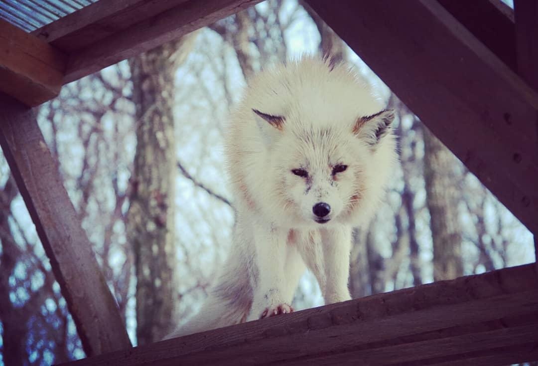 Lang cao Nhat Ban anh 14