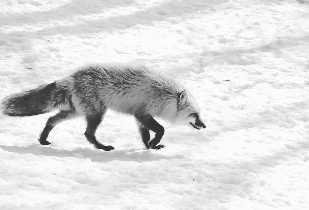 Lang cao Nhat Ban anh 15