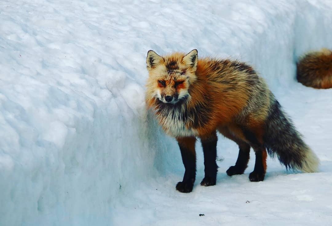 Lang cao Nhat Ban anh 16