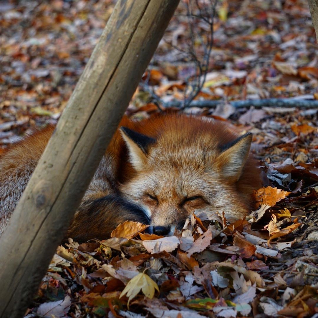 Lang cao Nhat Ban anh 7