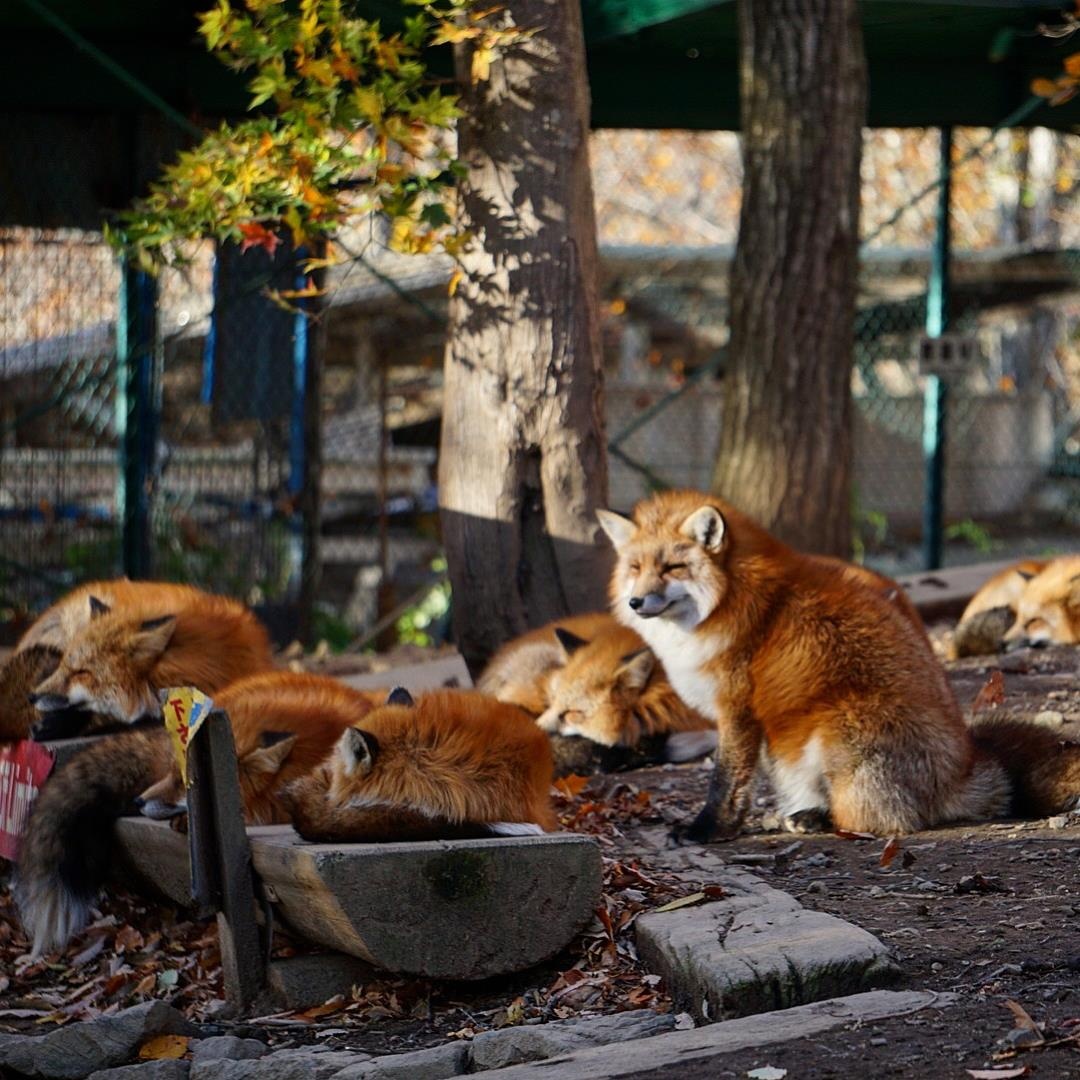 Lang cao Nhat Ban anh 3