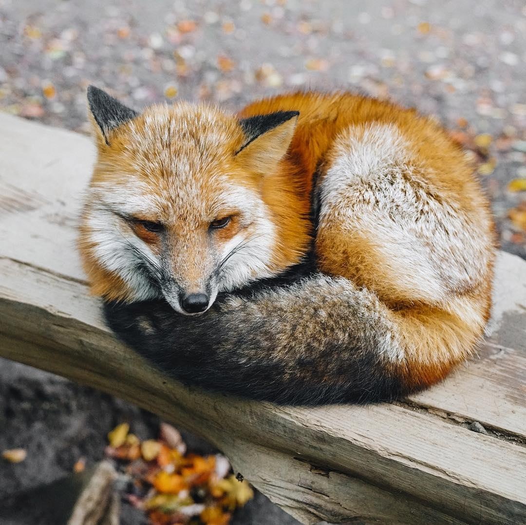 Lang cao Nhat Ban anh 9