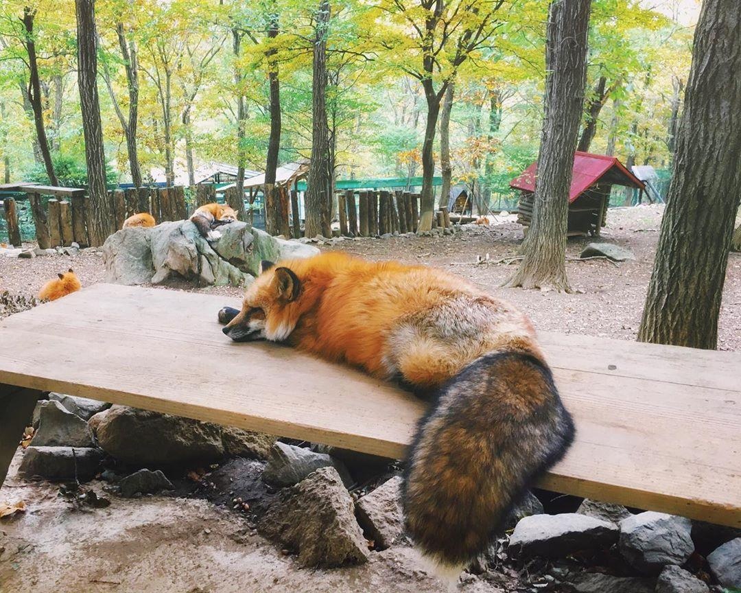 Lang cao Nhat Ban anh 8