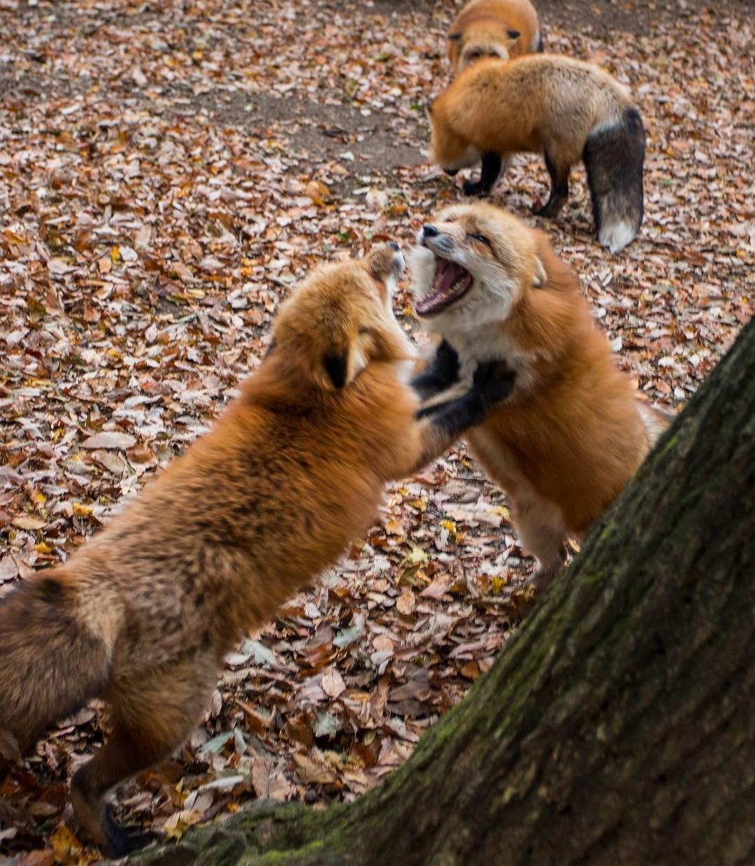 Lang cao Nhat Ban anh 5