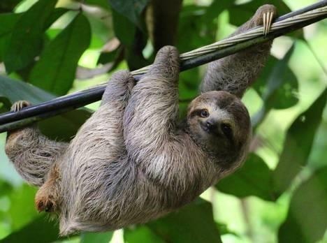 So thu o Anh xay nha nghi huu cho nhung con luoi gia hinh anh