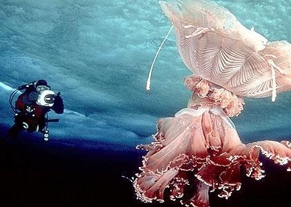 Lan xuong lop bang day, kham pha he sinh thai o Nam Cuc hinh anh