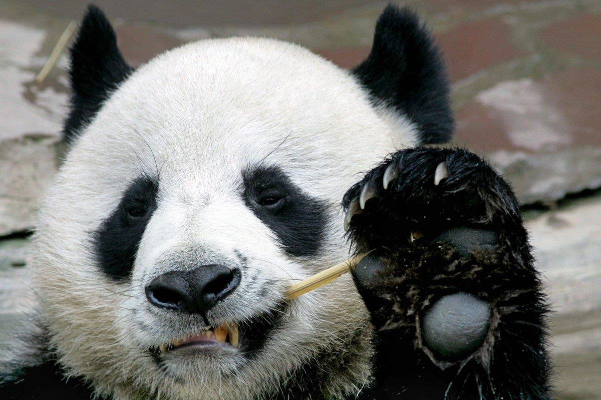 Gau truc noi tieng Thai Lan dot ngot qua doi tai vuon thu hinh anh