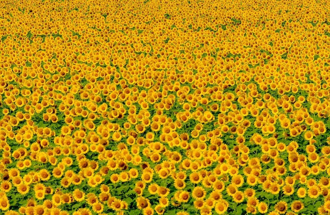 Dong hoa huong duong Nhat Ban anh 10