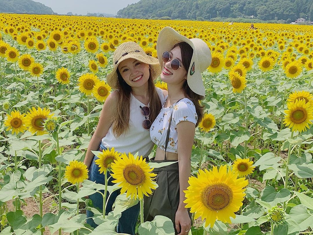 Dong hoa huong duong Nhat Ban anh 6