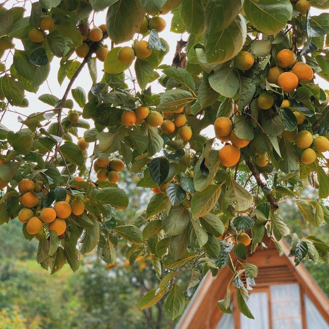 Mon ngon Da Lat anh 1