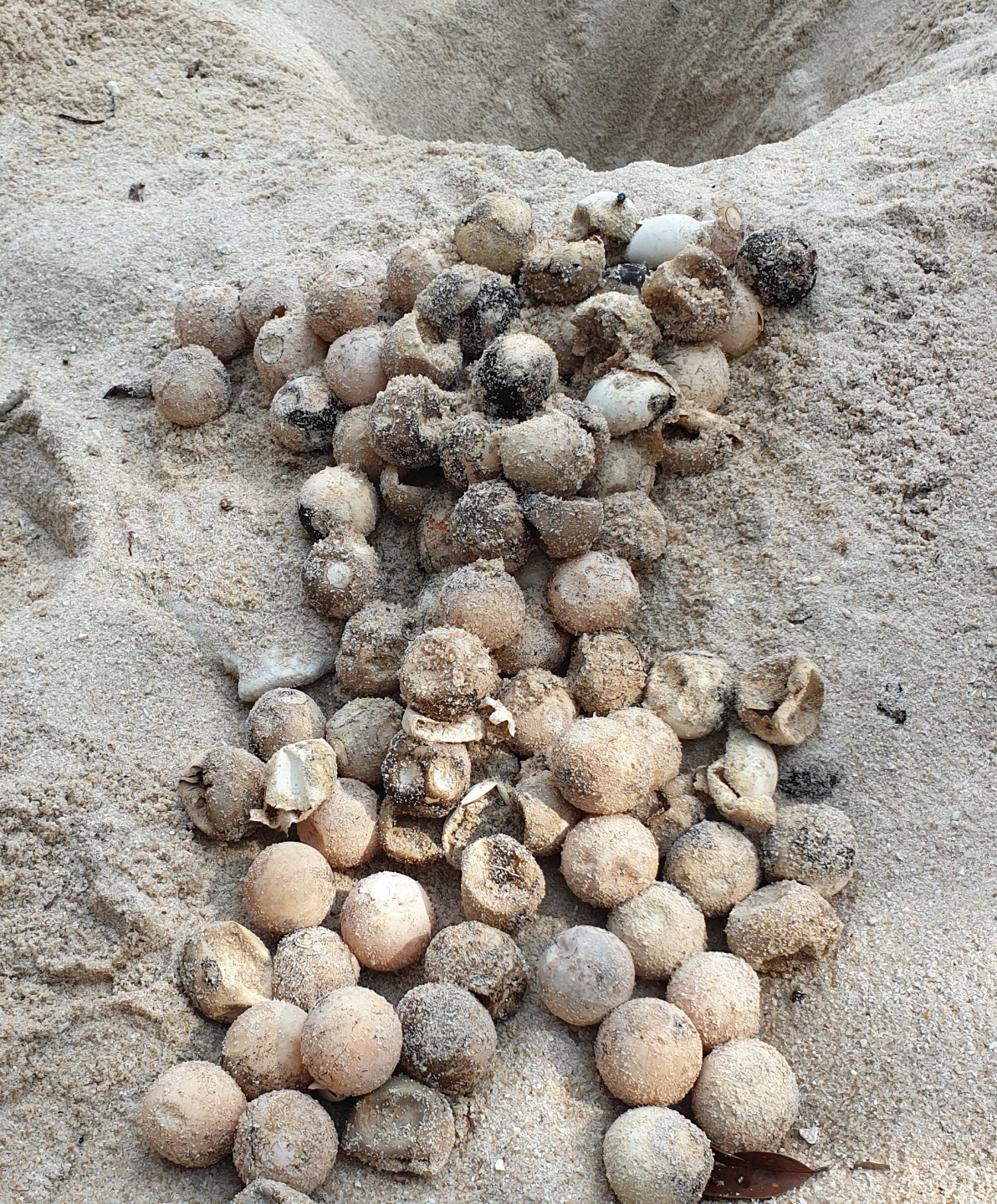 Bao ve moi truong anh 5