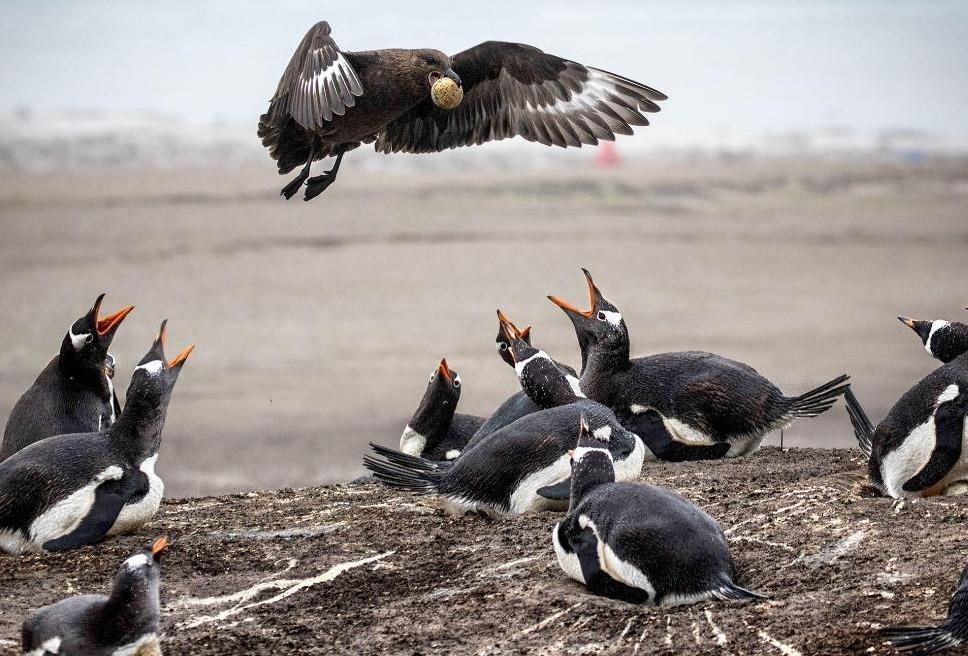 Chim cuop bien ngang nhien trom trung giua dan canh cut hinh anh