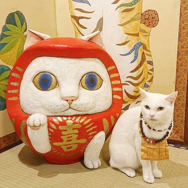 Den meo Nhat Ban anh 10