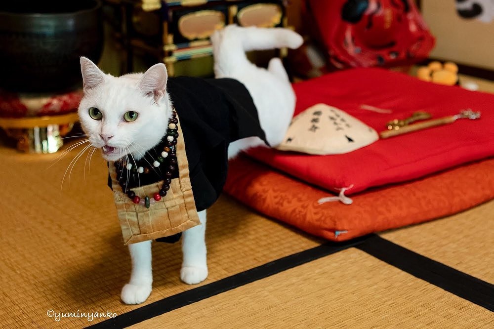 Den meo Nhat Ban anh 11