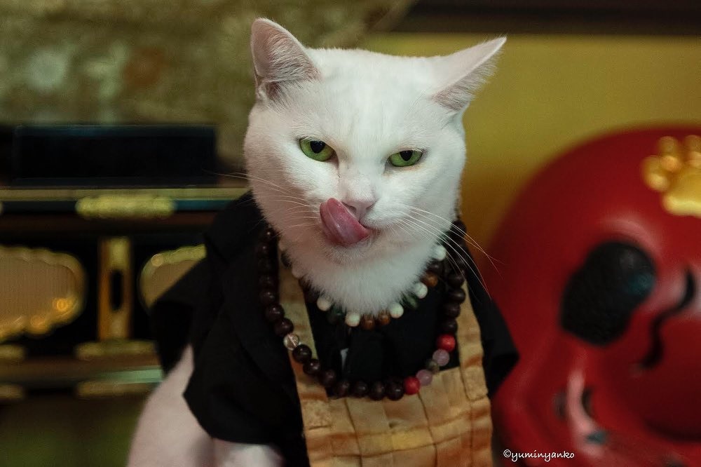 Den meo Nhat Ban anh 12