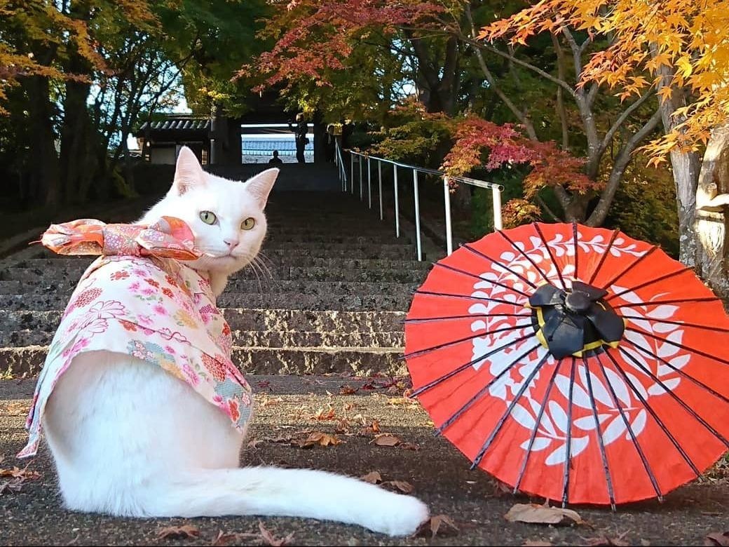 Ngoi den o Nhat co tru tri la meo beo ham ngu hinh anh