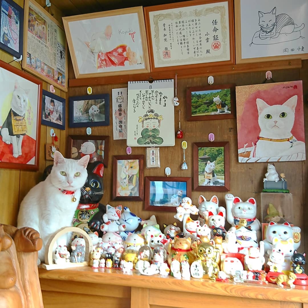 Den meo Nhat Ban anh 15