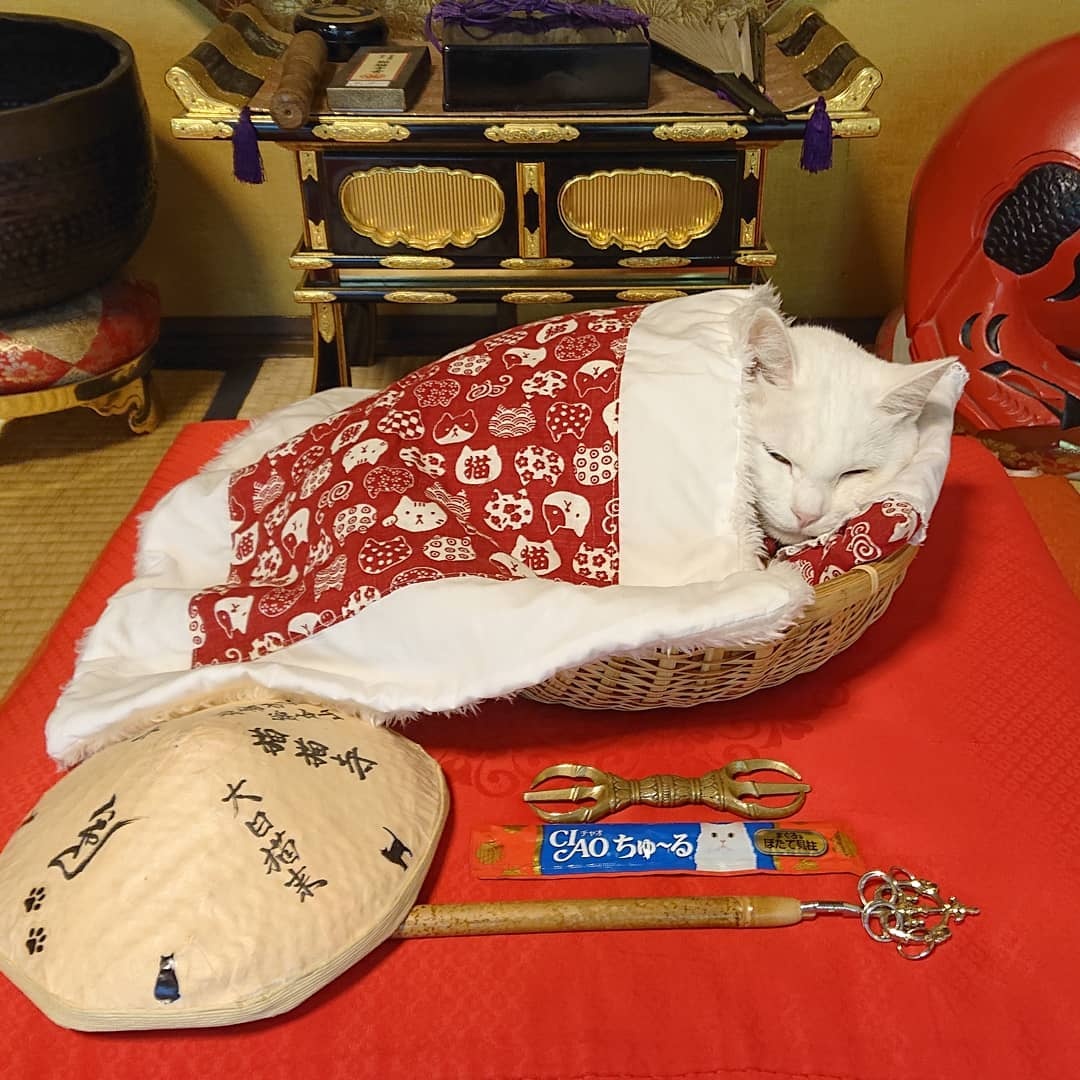 Den meo Nhat Ban anh 4