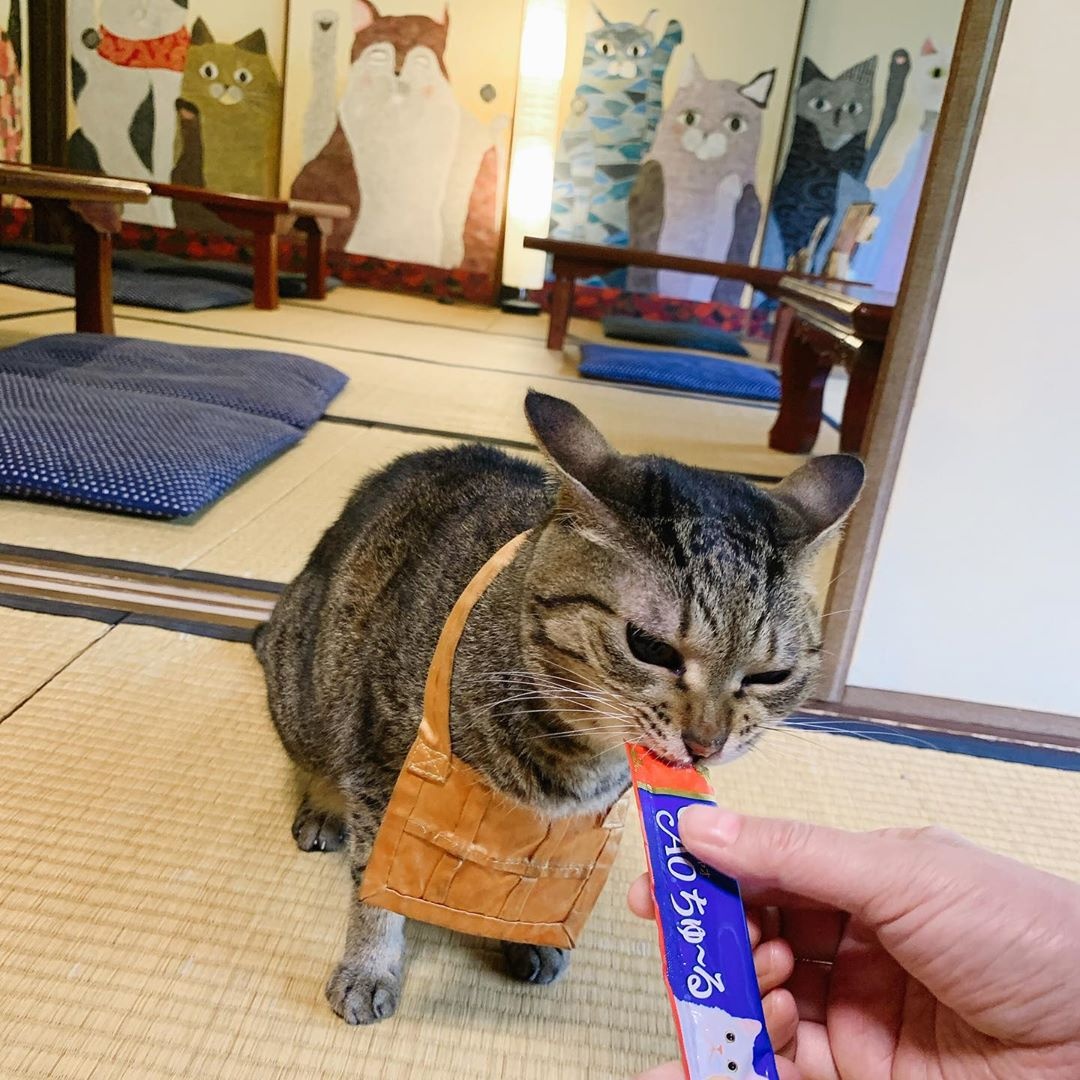 Den meo Nhat Ban anh 7