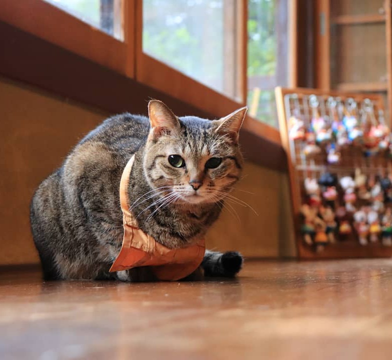 Den meo Nhat Ban anh 6