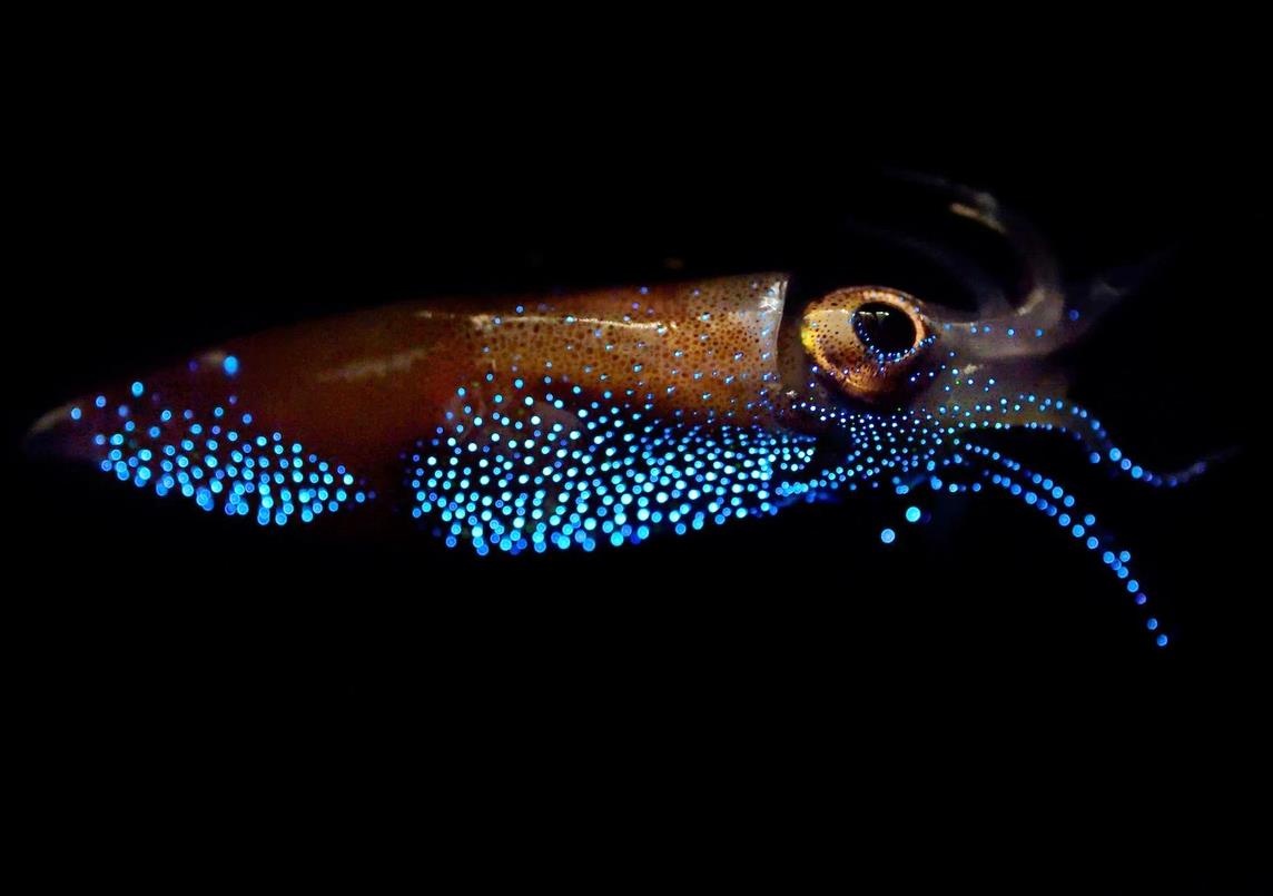 Muc phat sang - dac san vung vinh sau nhat Nhat Ban hinh anh