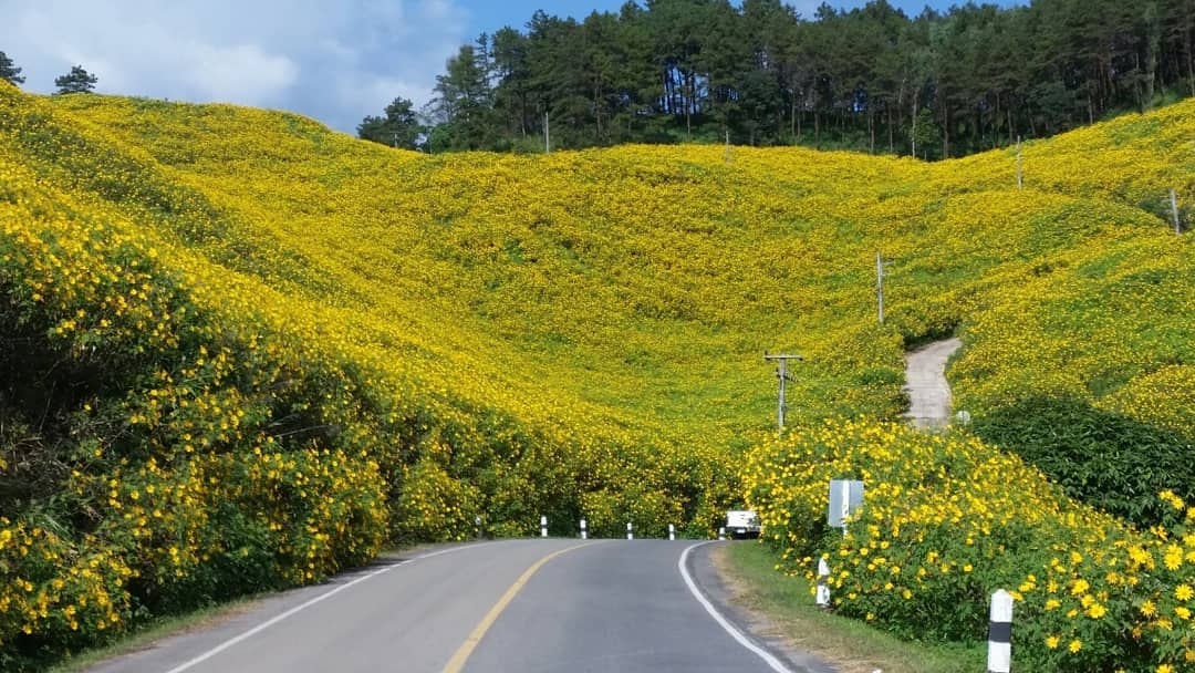 rung hoa da quy anh 1