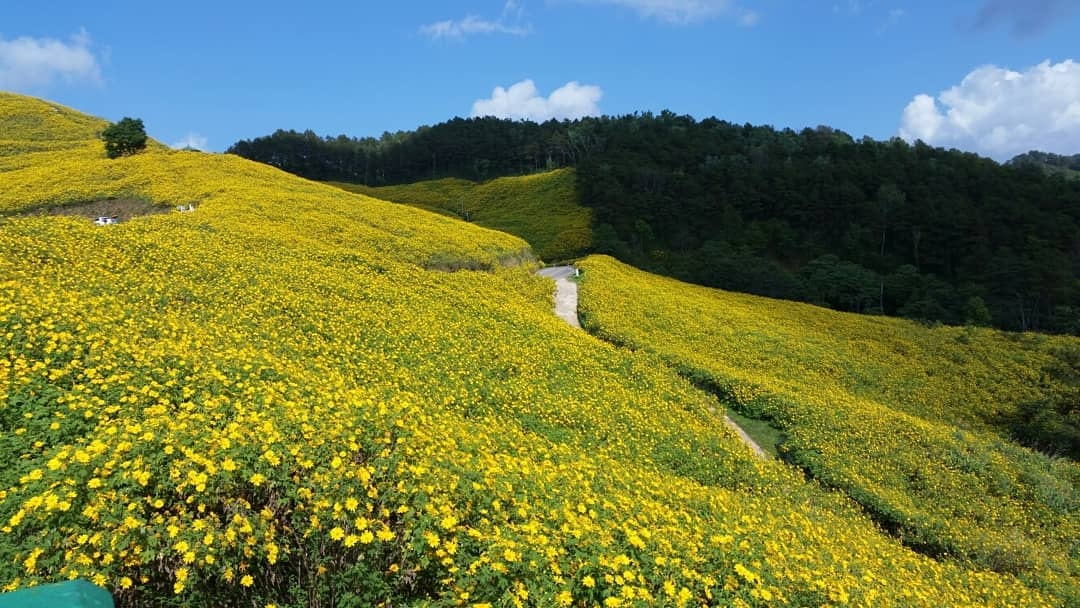 rung hoa da quy anh 9