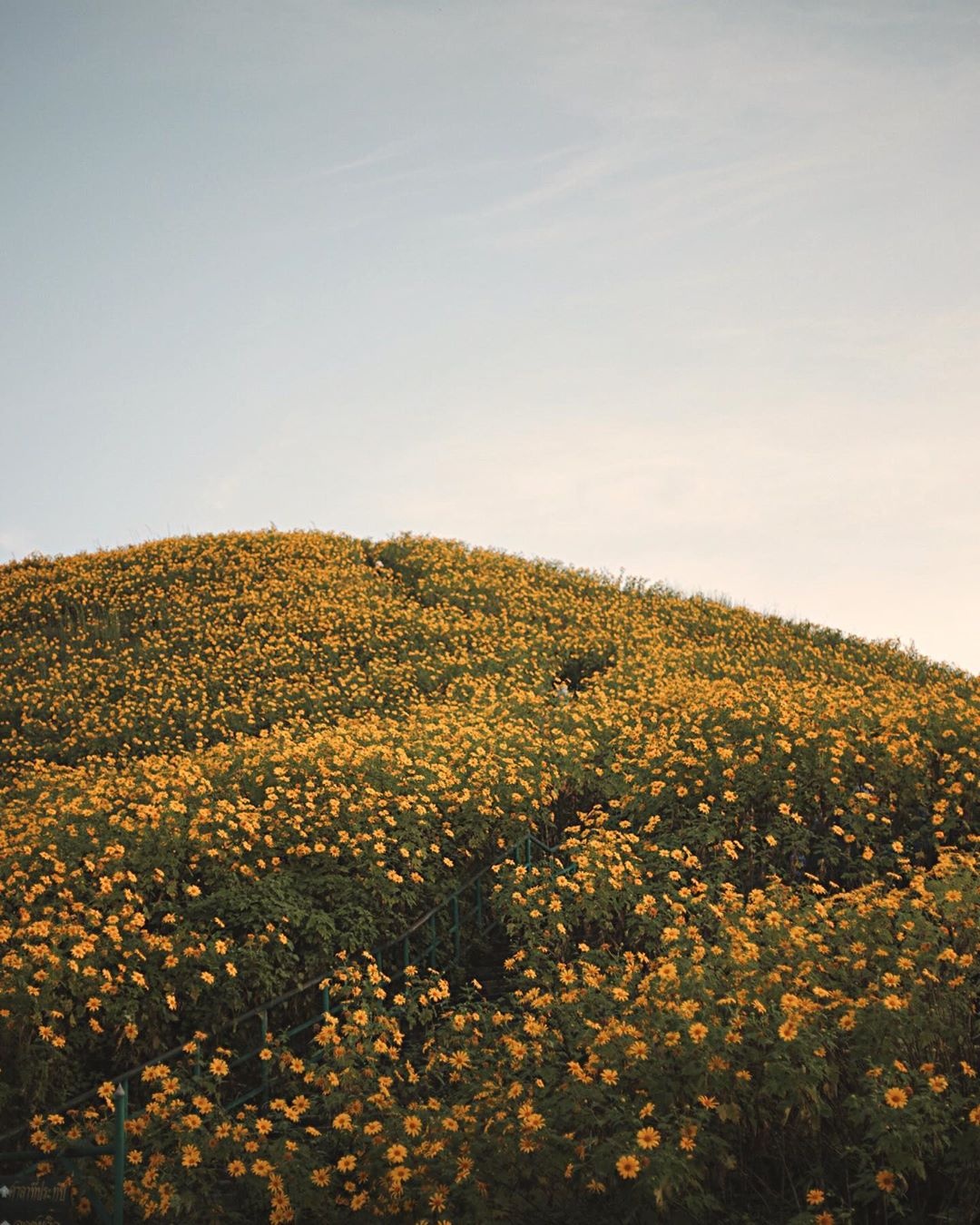 rung hoa da quy anh 10