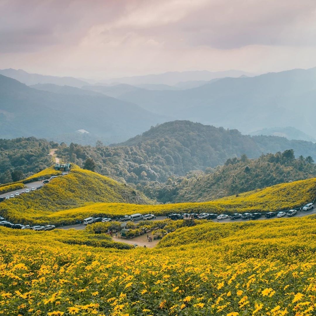 rung hoa da quy anh 4