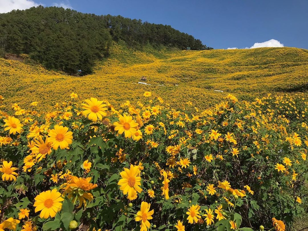 rung hoa da quy anh 6