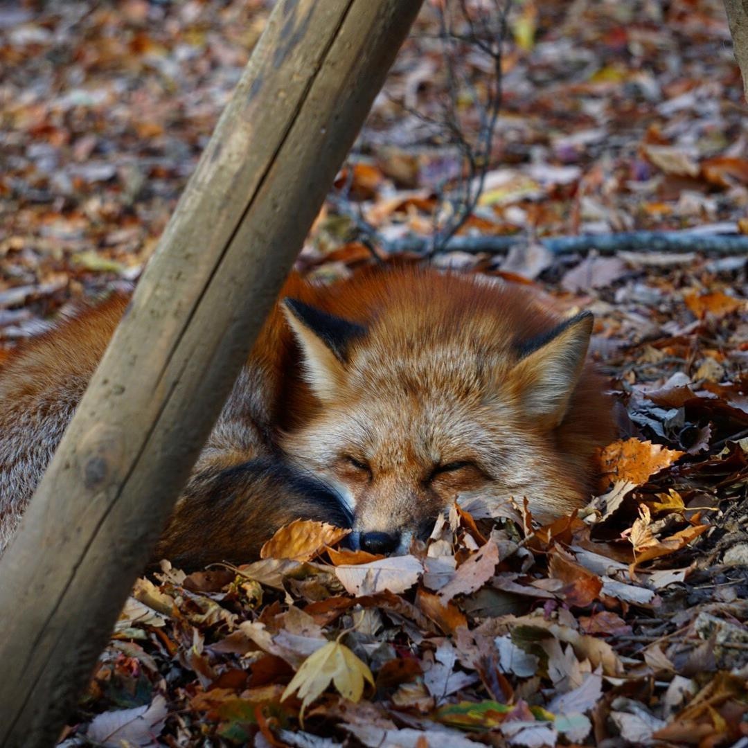 dong vat,  dia diem du lich,  vung dat dong vat anh 8