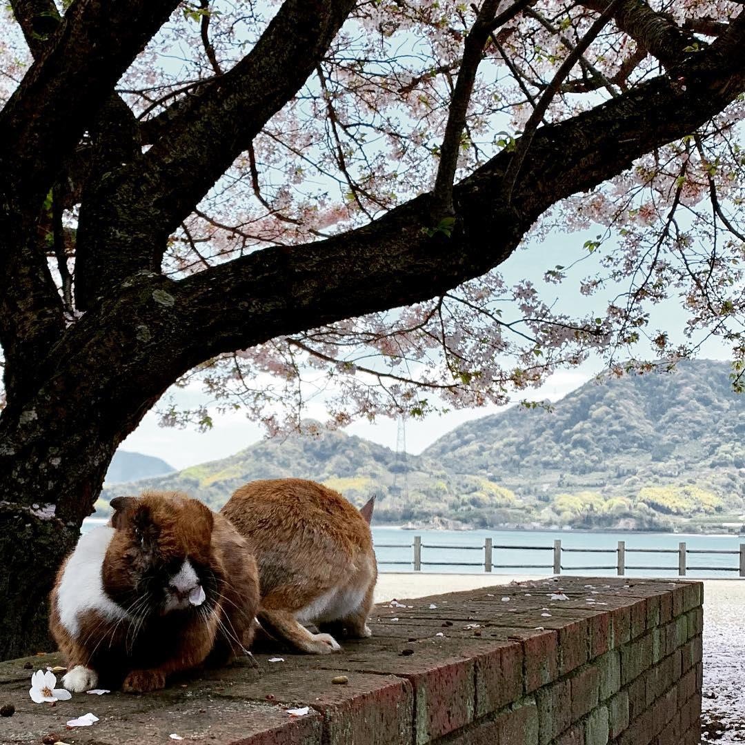 dong vat,  dia diem du lich,  vung dat dong vat anh 10