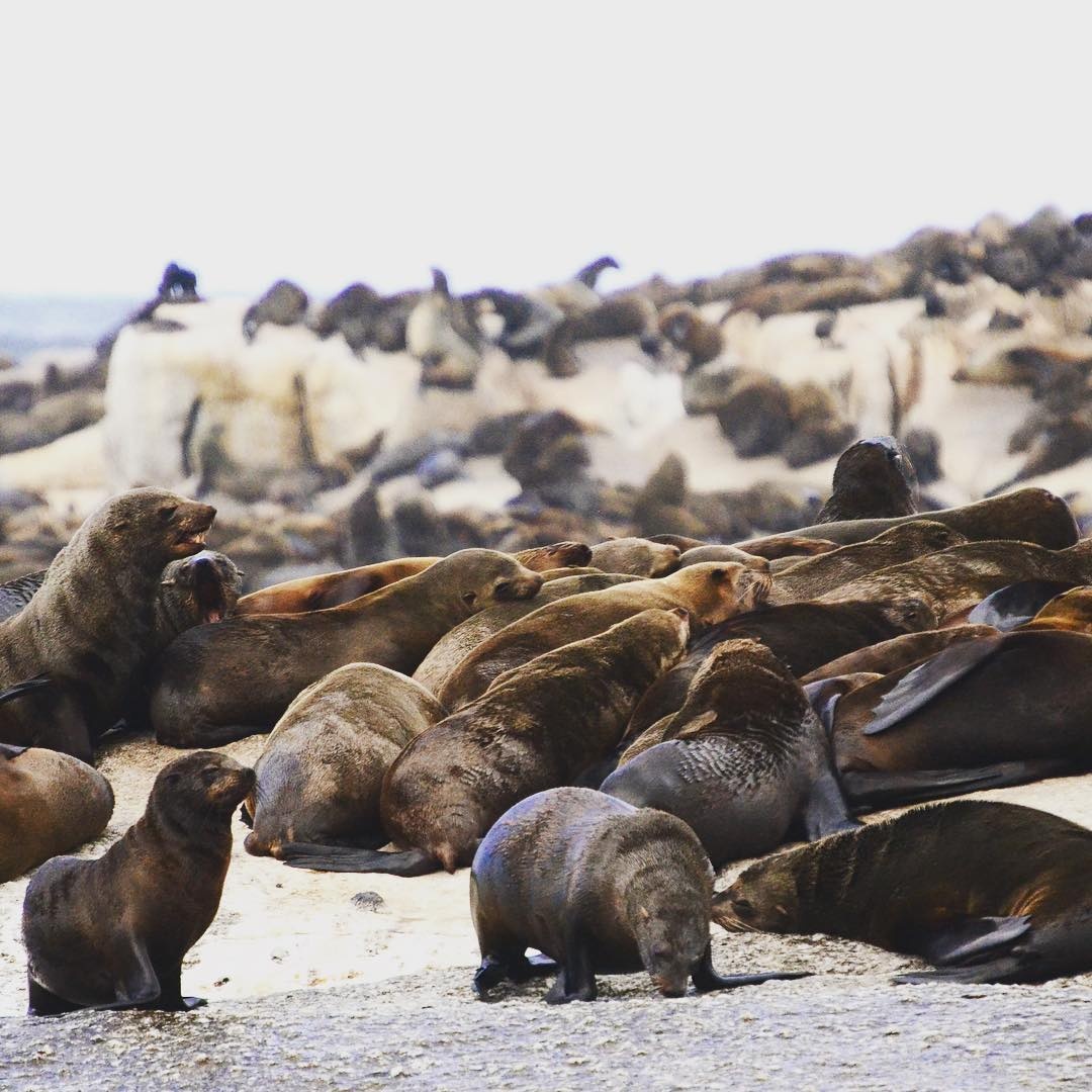 dong vat,  dia diem du lich,  vung dat dong vat anh 11