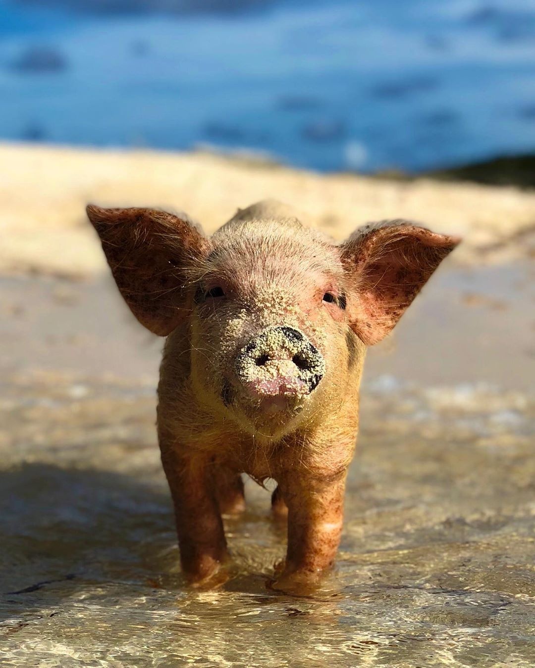 dong vat,  dia diem du lich,  vung dat dong vat anh 2