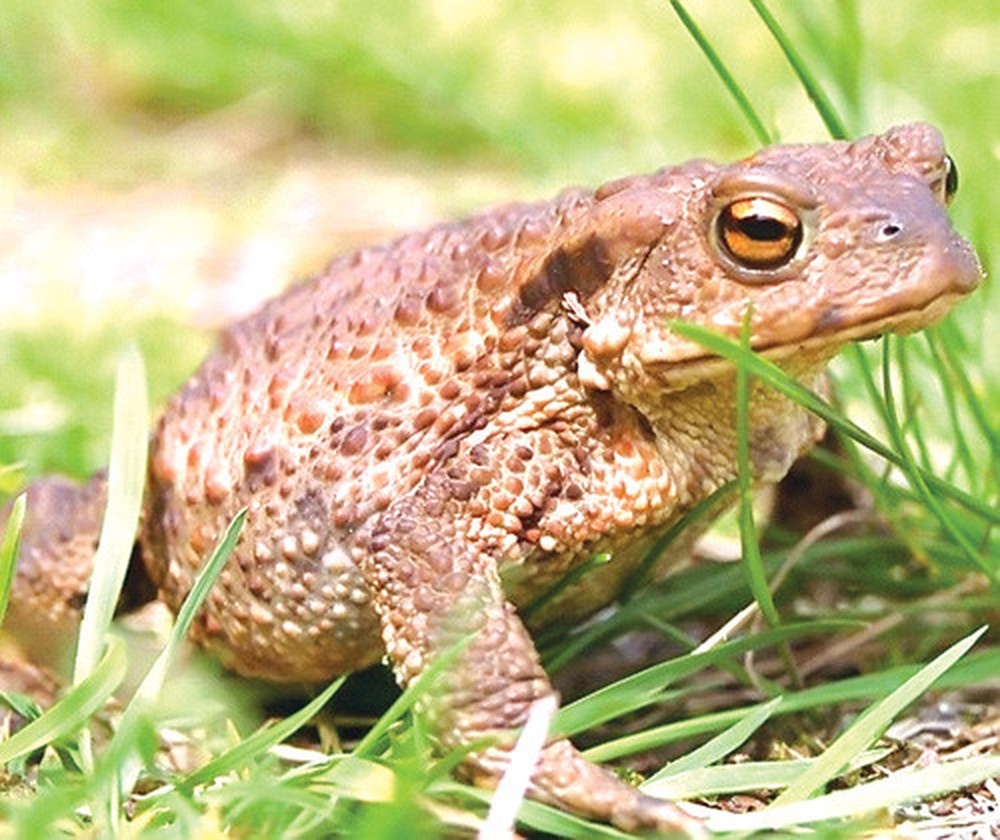 7 mon quen thuoc cua nguoi Viet nhung khach Tay e ngai anh 5