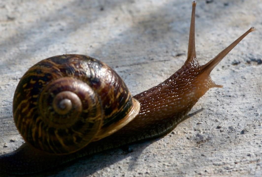 Oc sen luoc, mon an it nguoi dam thu o xu nghin le mot dem hinh anh