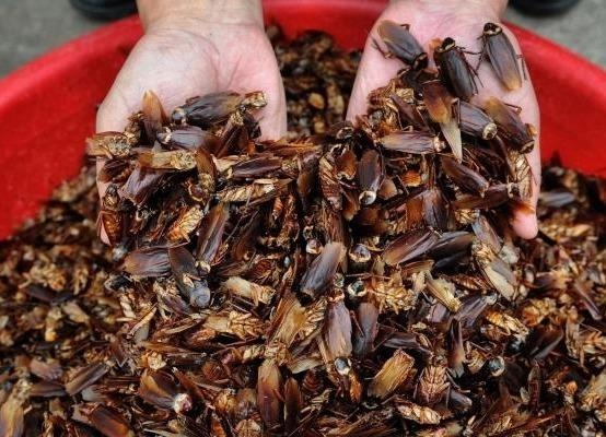 Trung Quoc nuoi gian de giai quyet rac thai thuc pham hinh anh